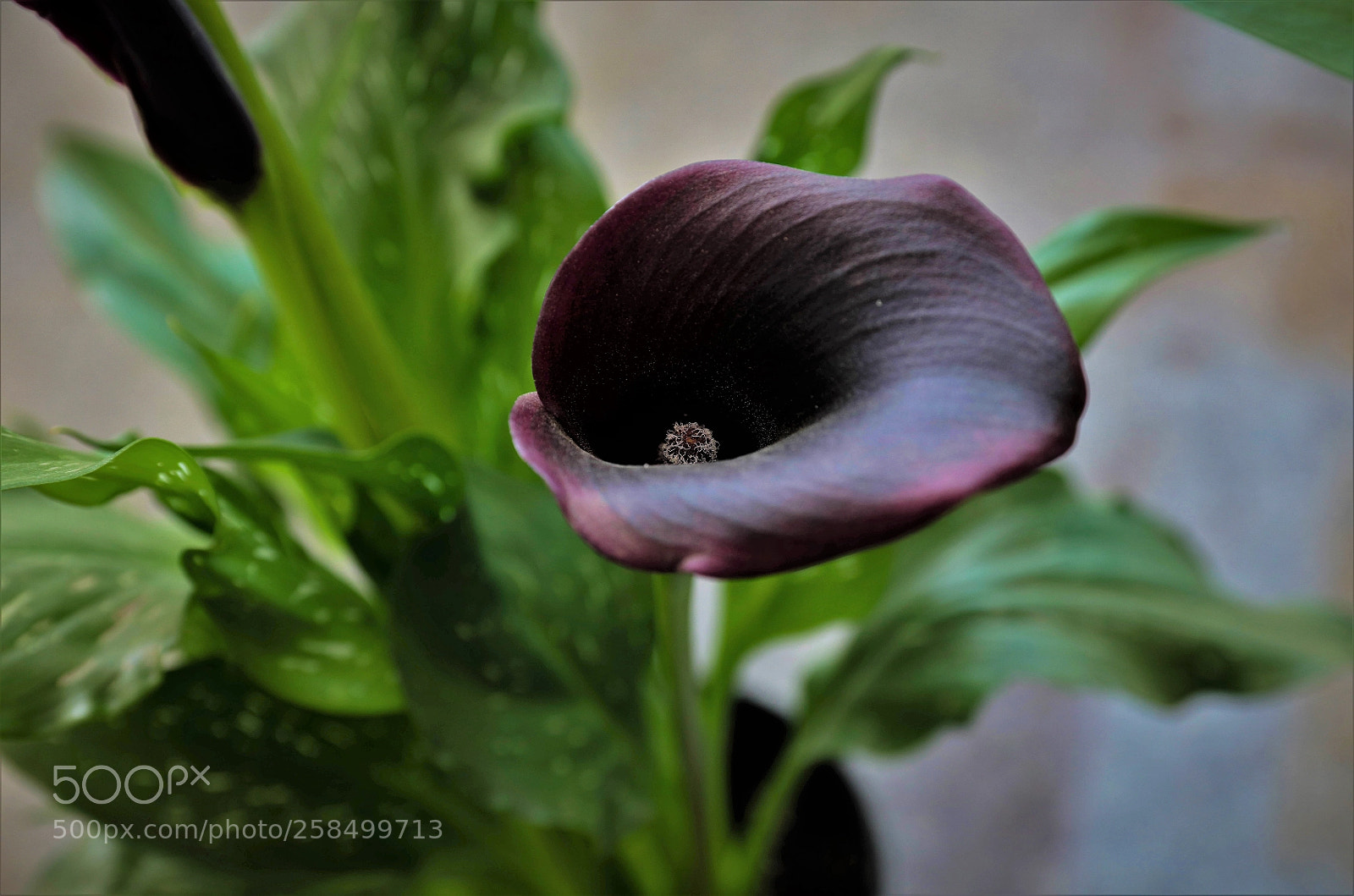Canon EOS 5DS R sample photo. Calla lily photography