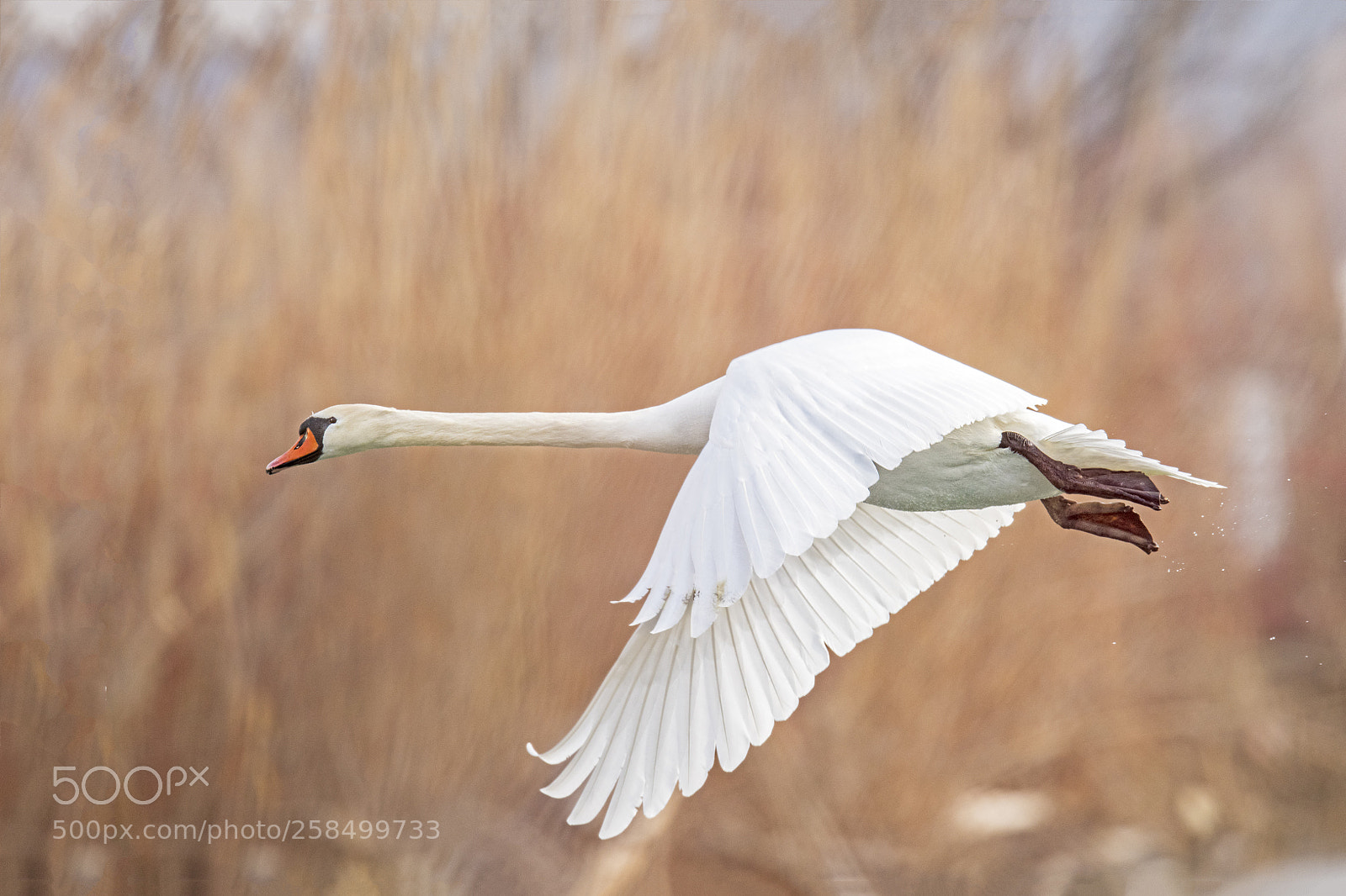 Nikon D850 sample photo. Swan photography