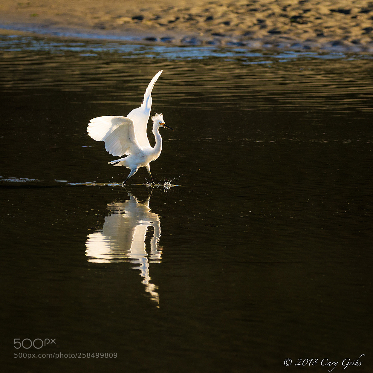Canon EOS 7D Mark II sample photo. Walk on water... photography