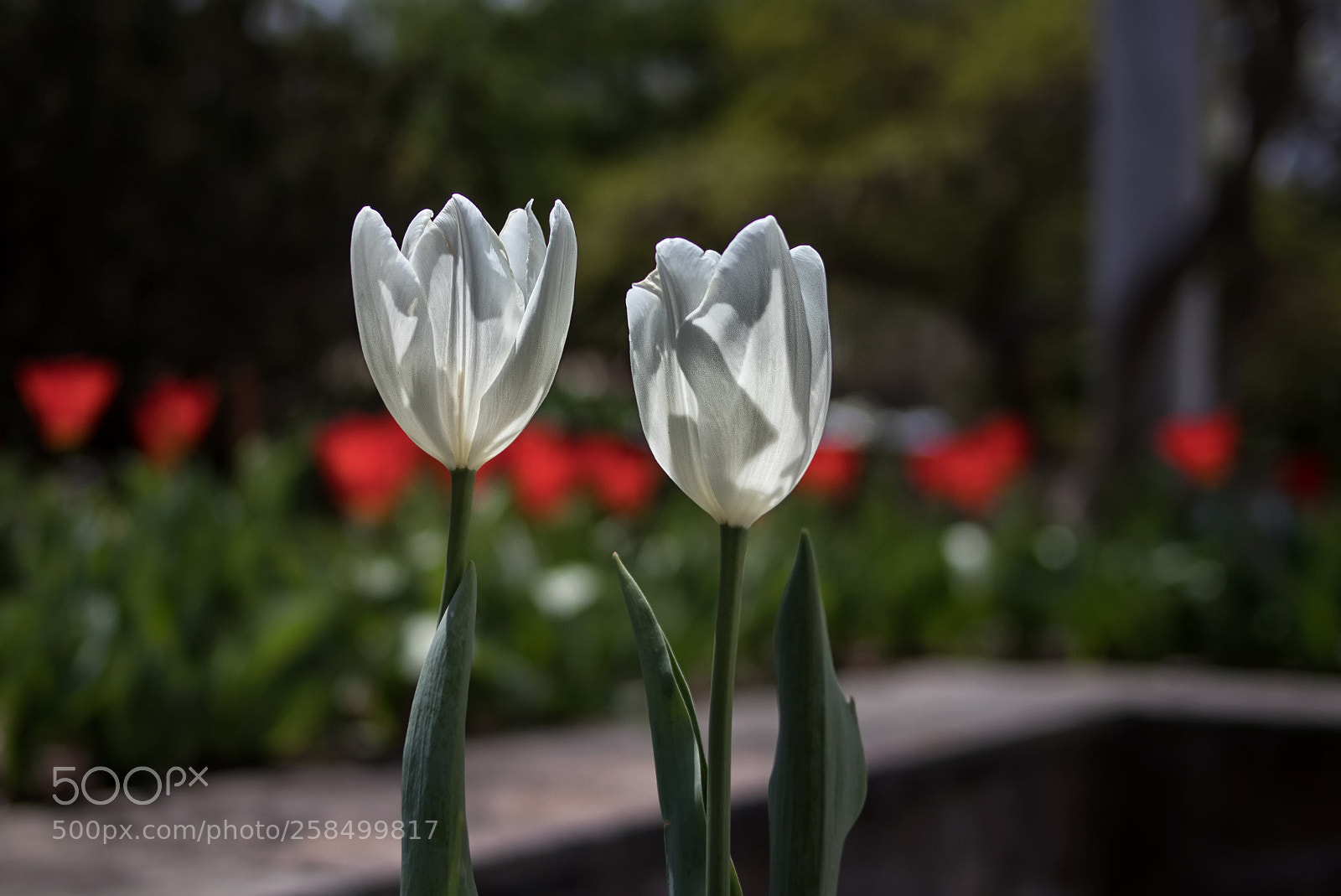 Canon EOS 800D (EOS Rebel T7i / EOS Kiss X9i) sample photo. Two tulips photography
