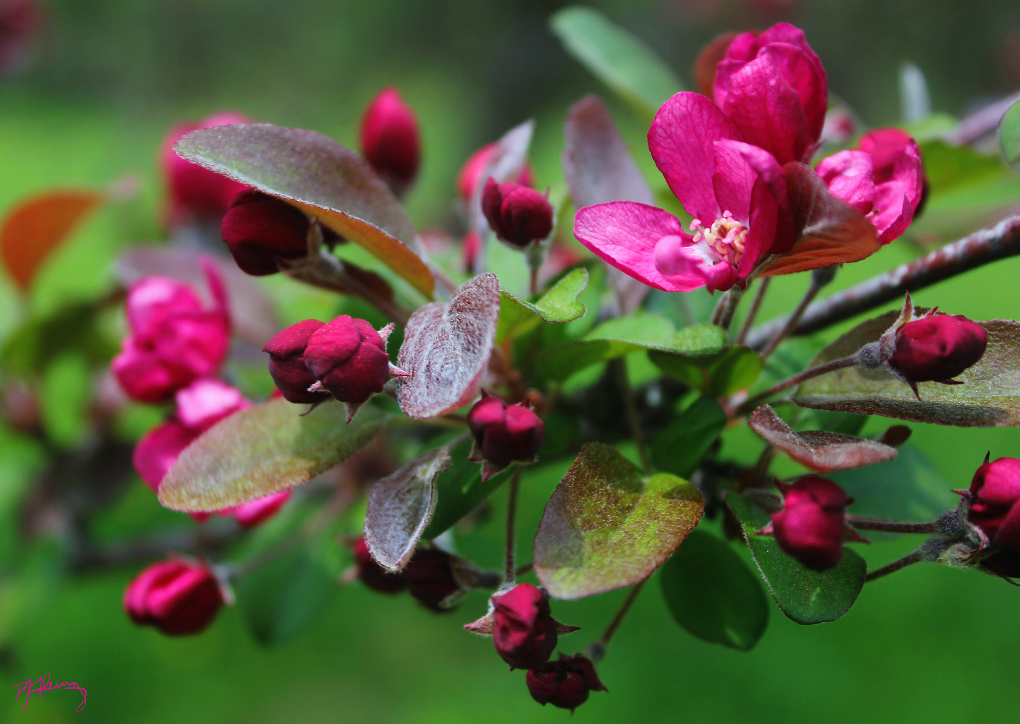 Canon EOS 550D (EOS Rebel T2i / EOS Kiss X4) sample photo. Crabapple blossoms 02 photography