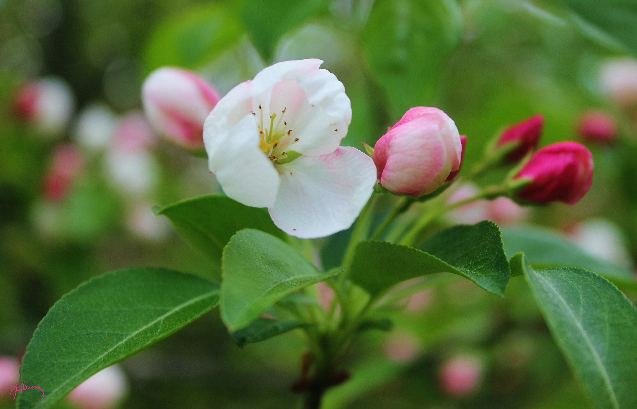 Canon EOS 550D (EOS Rebel T2i / EOS Kiss X4) sample photo. Crabapple blossoms 03 photography