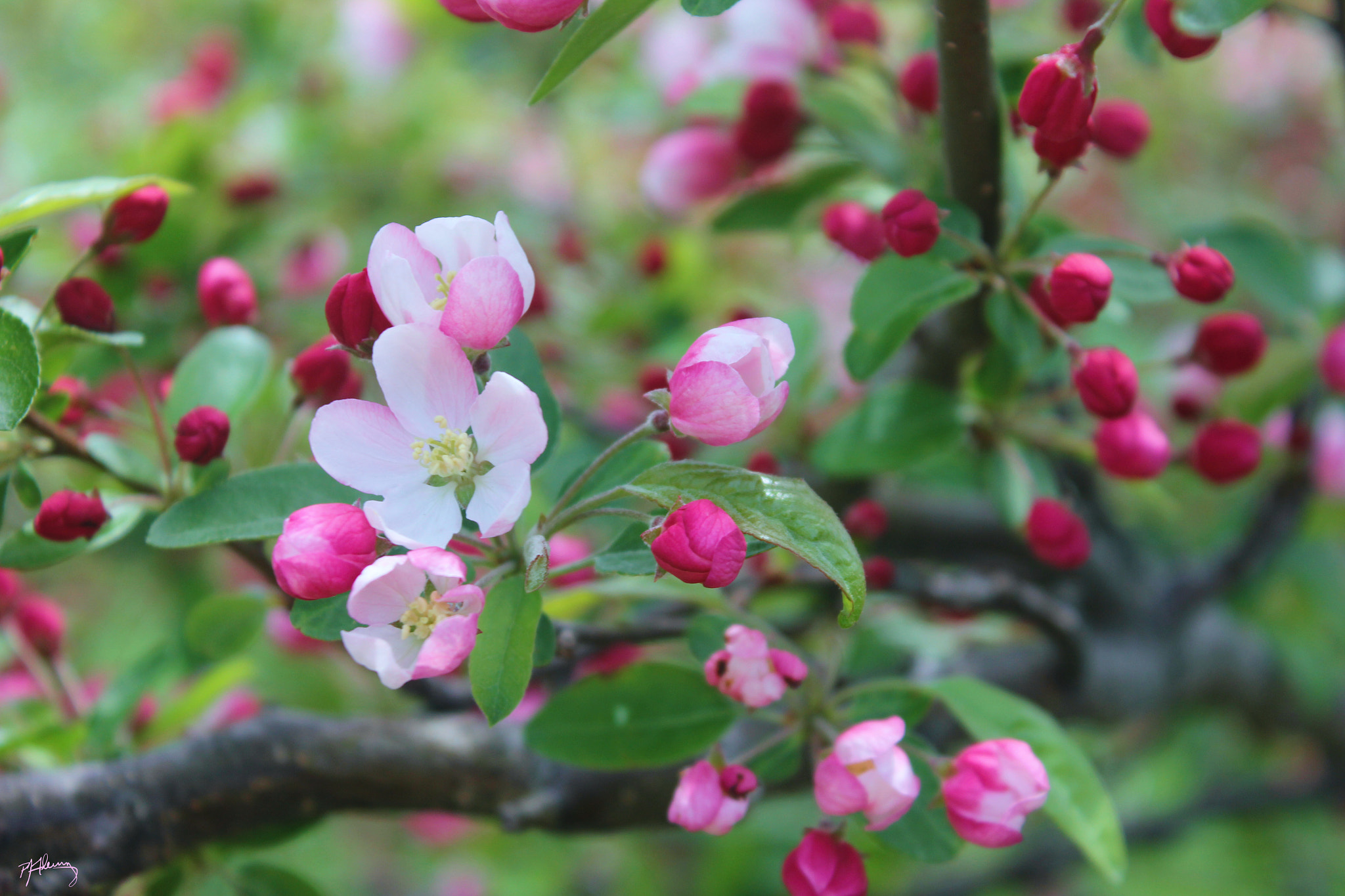 Canon EOS 550D (EOS Rebel T2i / EOS Kiss X4) sample photo. Crabapple blossoms 05 photography