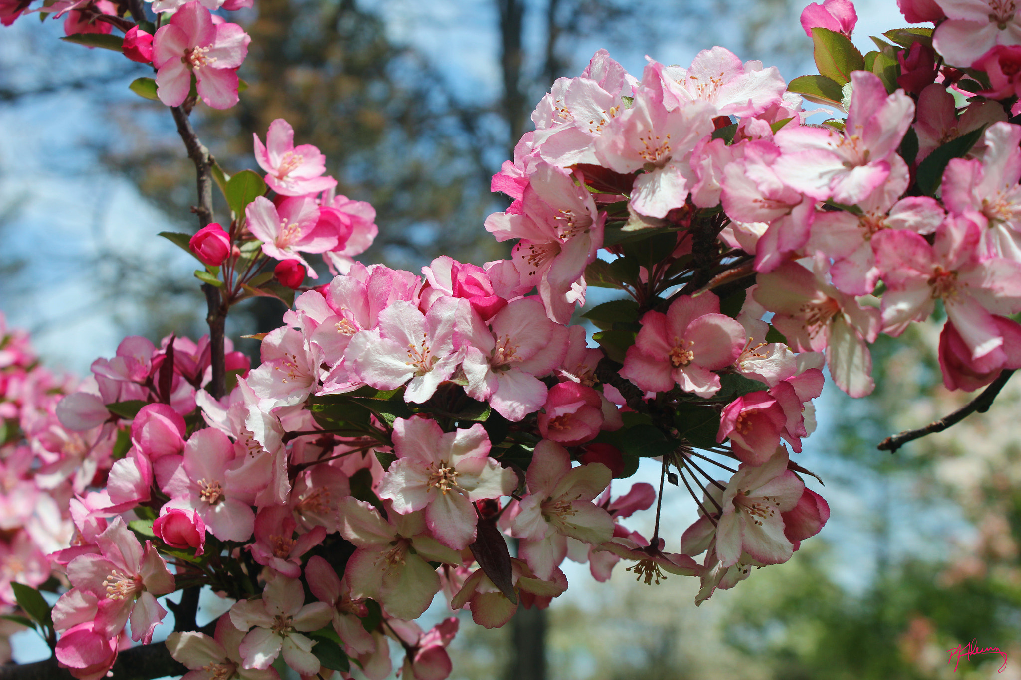 Canon EOS 550D (EOS Rebel T2i / EOS Kiss X4) sample photo. Crabapple blossoms 07 photography