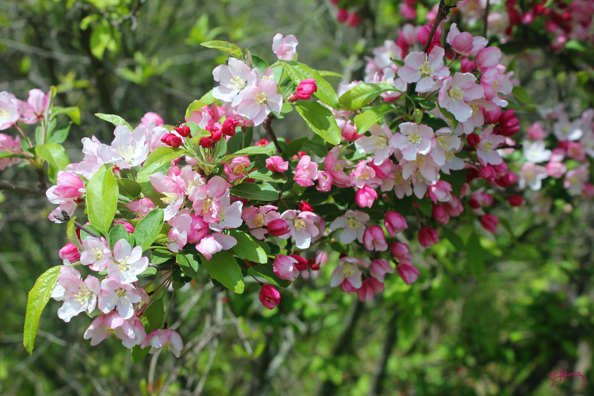 Canon EOS 550D (EOS Rebel T2i / EOS Kiss X4) sample photo. Crabapple blossoms 08 photography