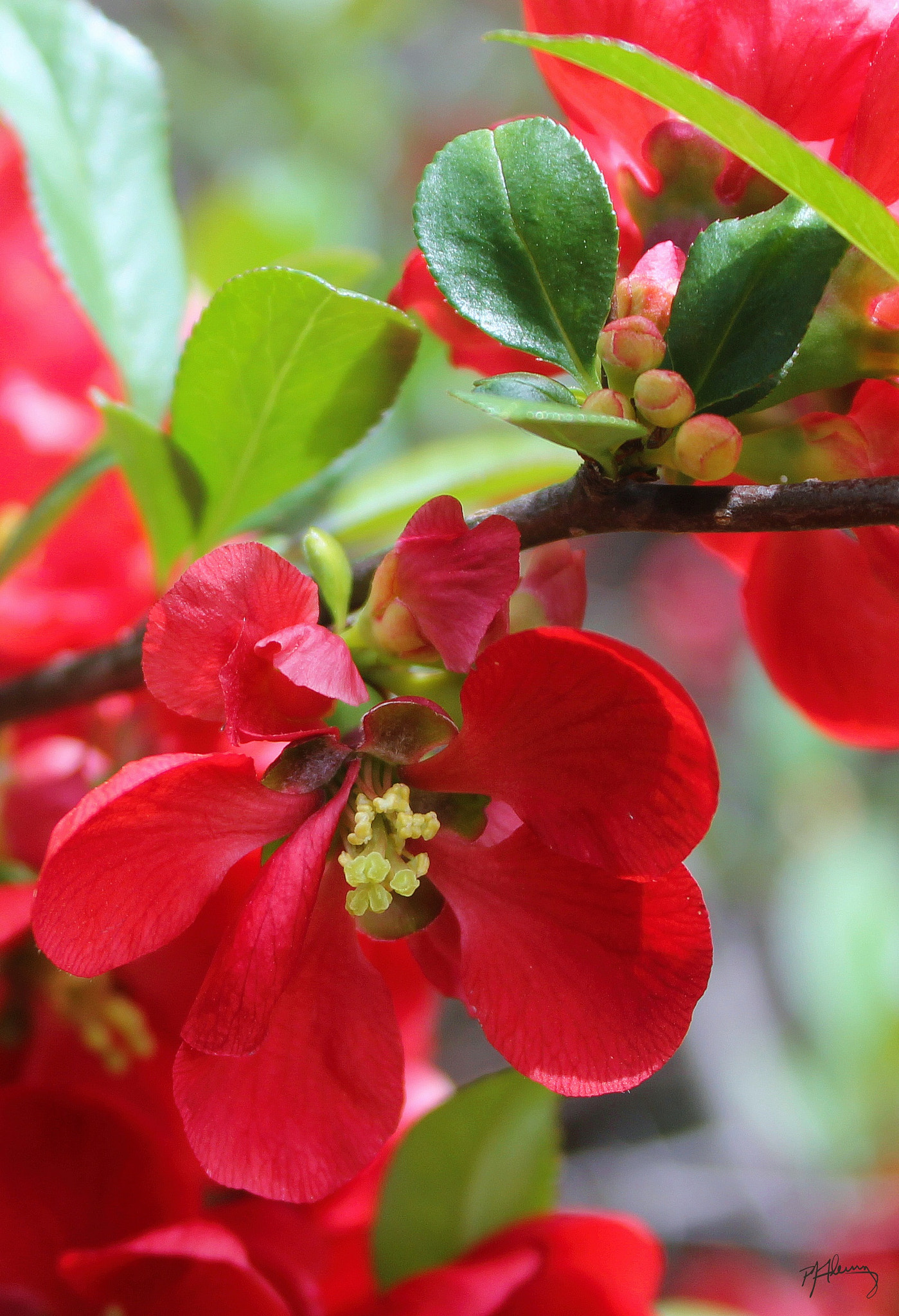 Canon EOS 550D (EOS Rebel T2i / EOS Kiss X4) sample photo. Crabapple blossoms 09 photography