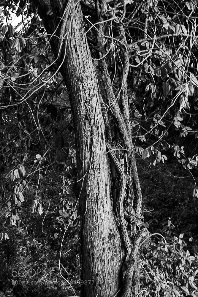 Nikon D500 sample photo. Lakeshore tree photography