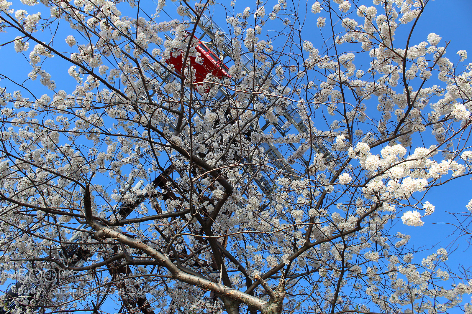 Canon EOS 1300D (EOS Rebel T6 / EOS Kiss X80) sample photo. Cherry blossoms roosevelt island photography