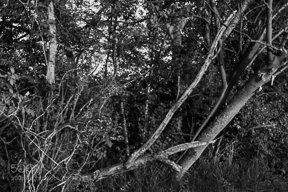 Nikon D500 sample photo. Lakeshore tree photography