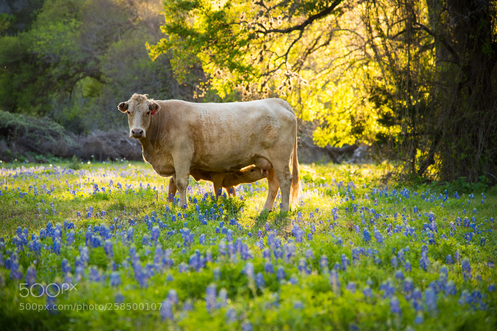 Nikon D750 sample photo. Bluebonnets photography