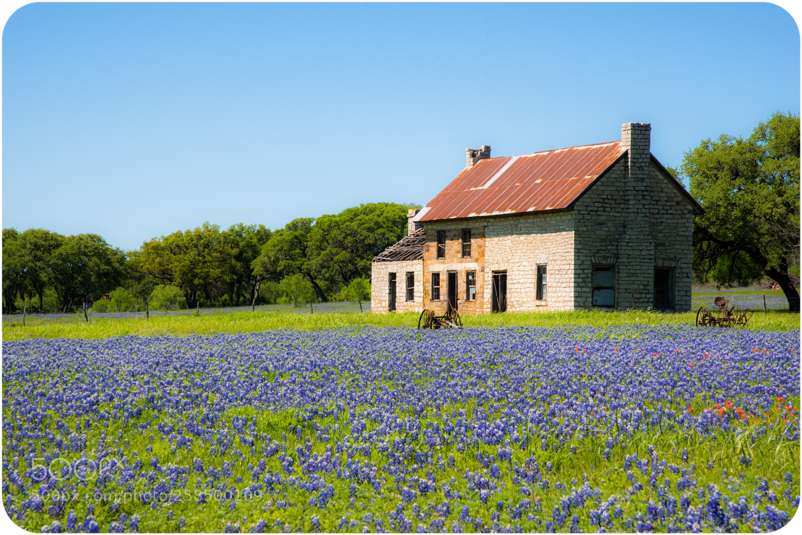 Nikon D750 sample photo. Bluebonnets photography