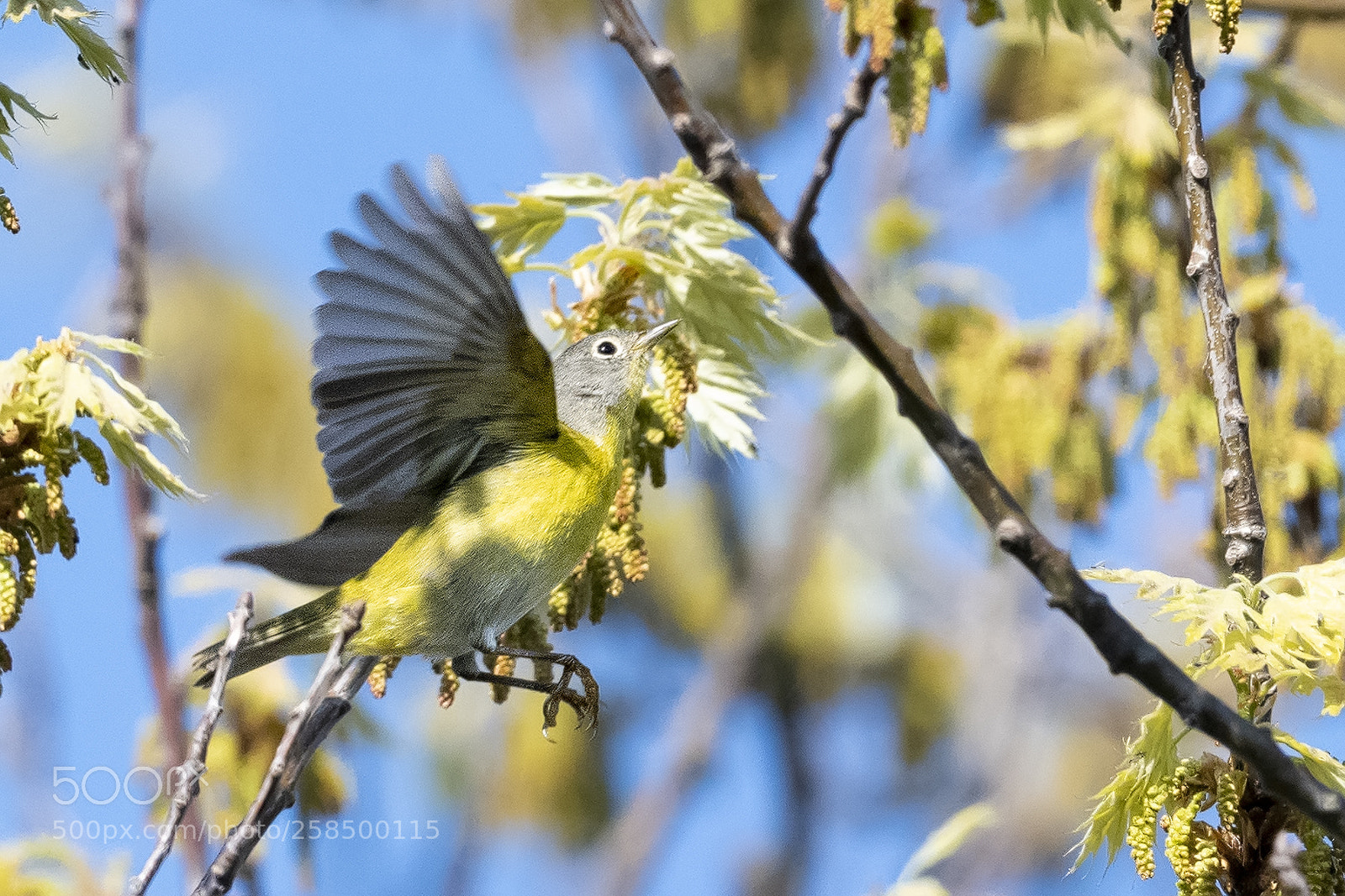 Nikon D850 sample photo. Nashville warbler photography