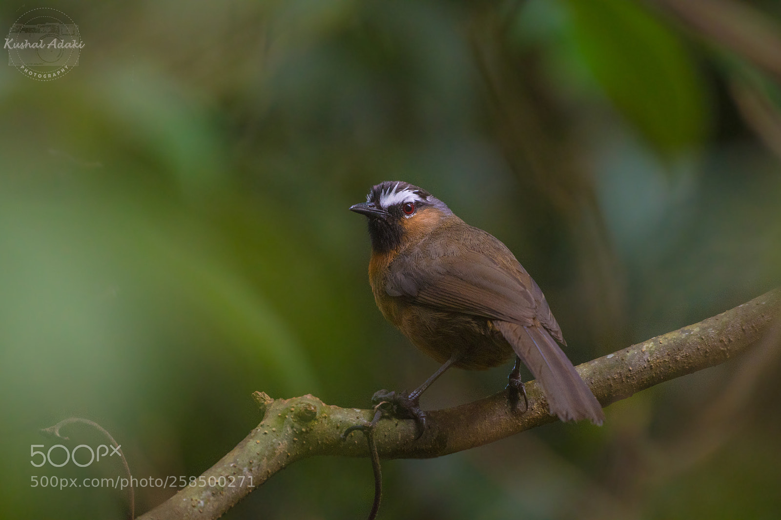 Nikon D500 sample photo. Nilgiri laughingthrush photography