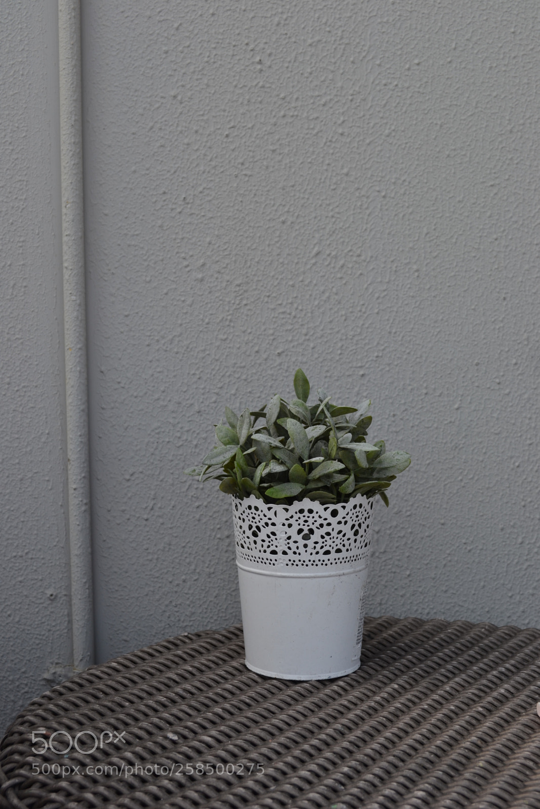 Nikon D3100 sample photo. Plant photography