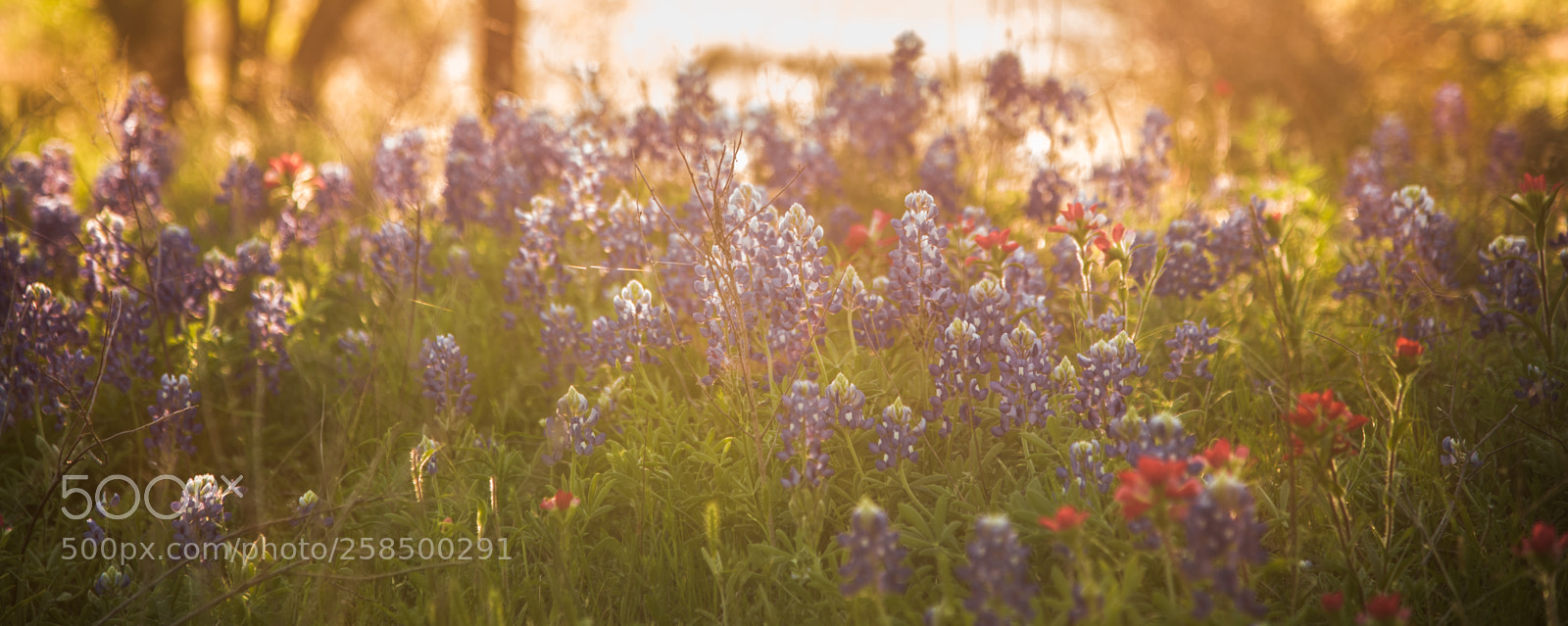 Nikon D750 sample photo. Bluebonnets photography