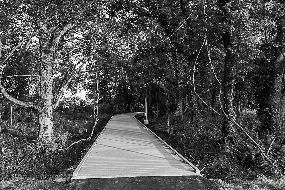 Nikon D500 sample photo. Lakeshore walkway photography