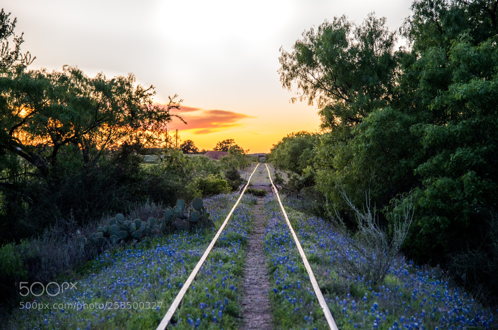 Nikon D750 sample photo. Bluebonnets photography
