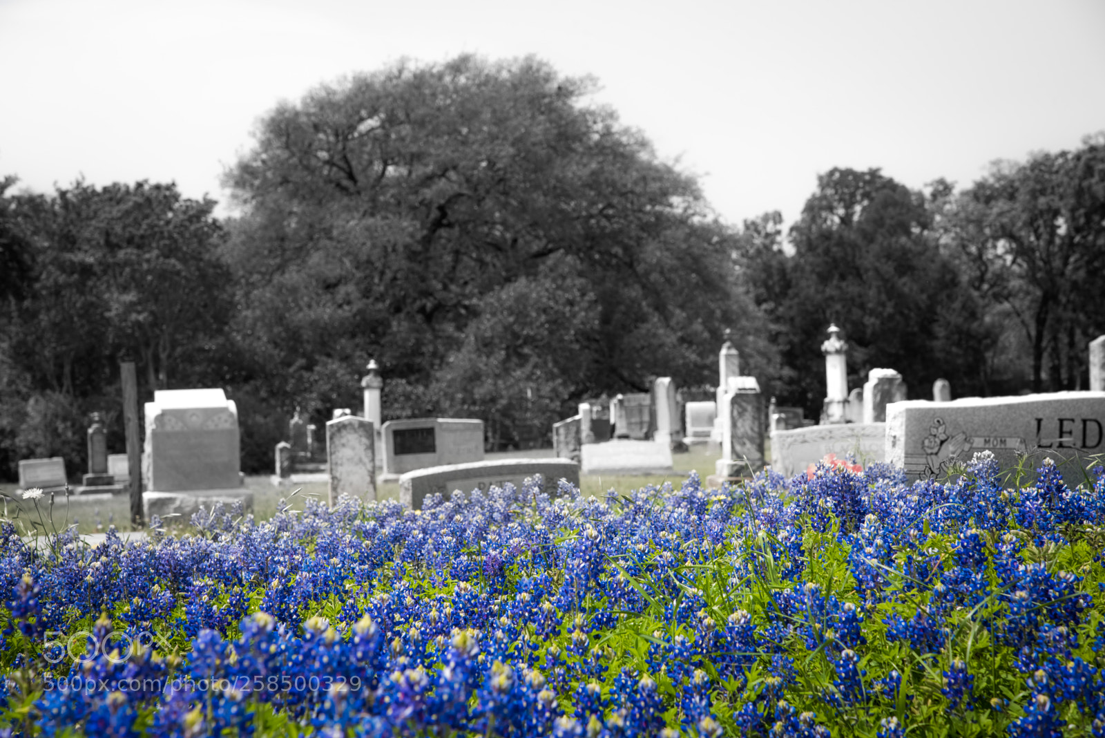 Nikon D750 sample photo. Bluebonnets photography