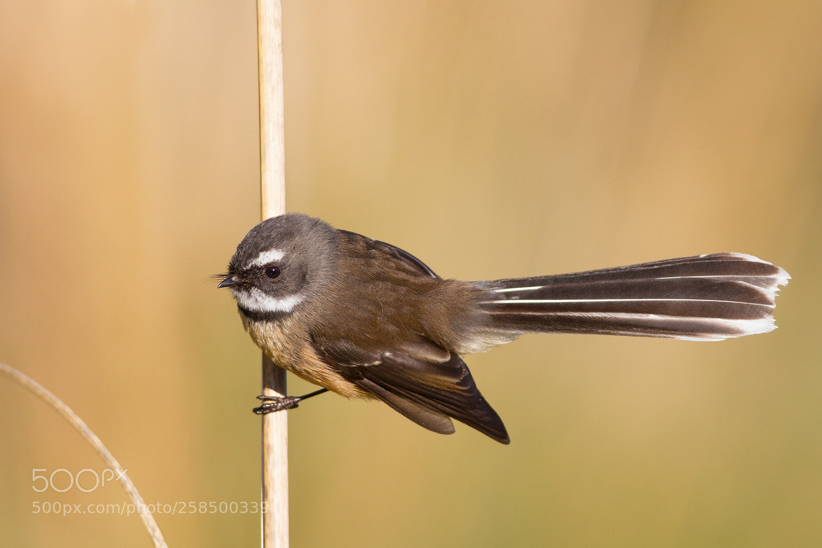 Canon EOS 7D sample photo. Fantail on toetoe photography