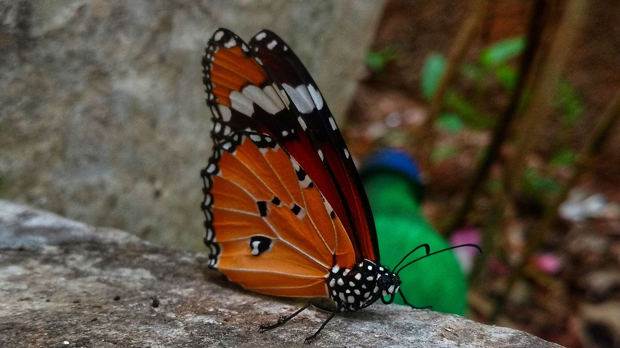 Motorola Moto X Play sample photo. Butterfly photography