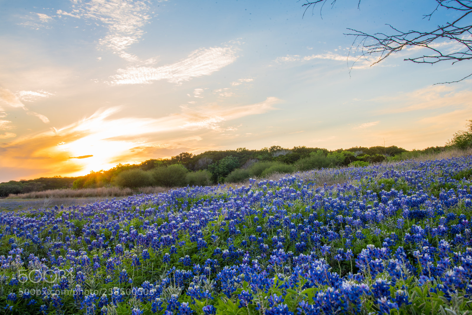 Nikon D750 sample photo. Bluebonnets photography
