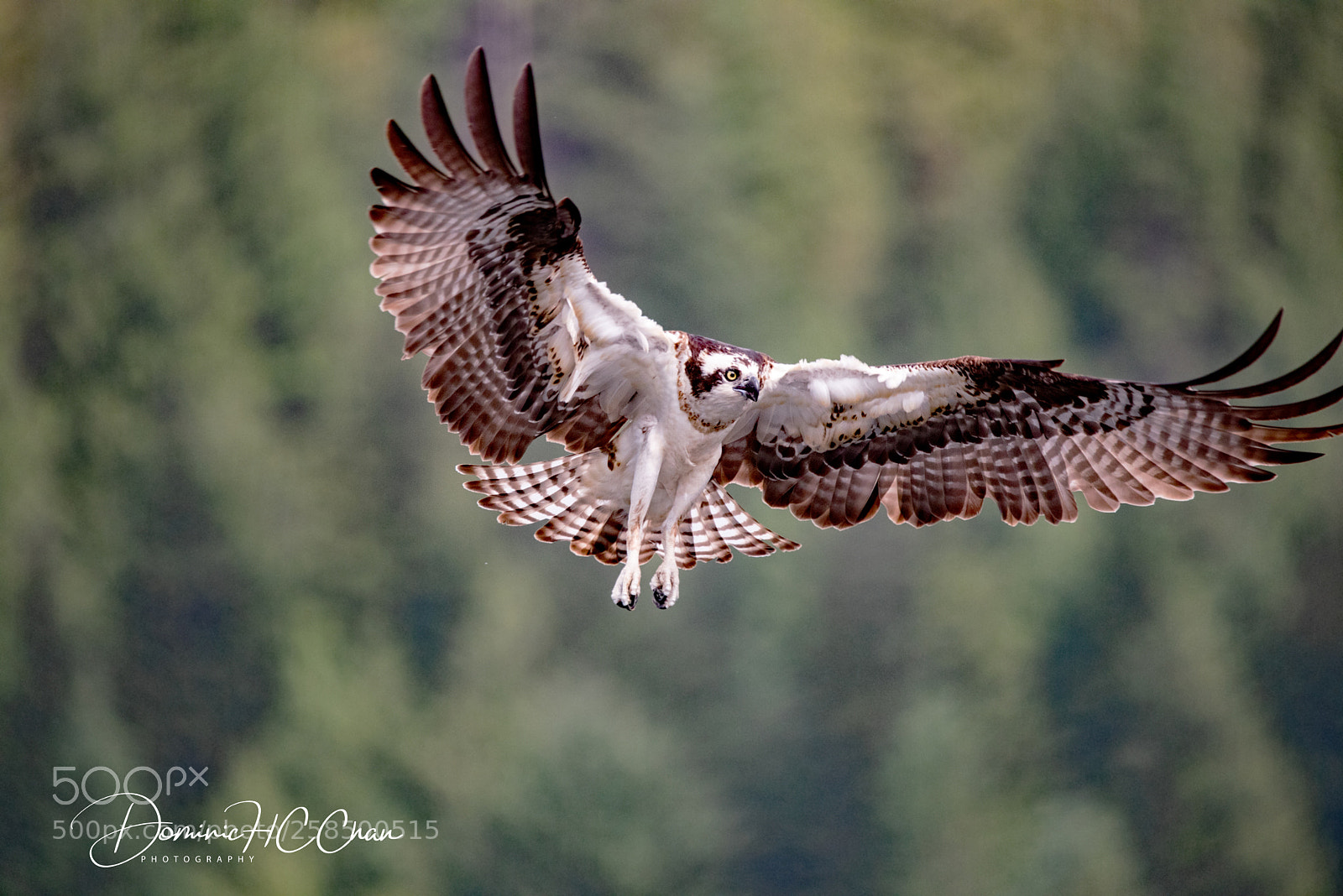 Nikon D750 sample photo. Wings photography