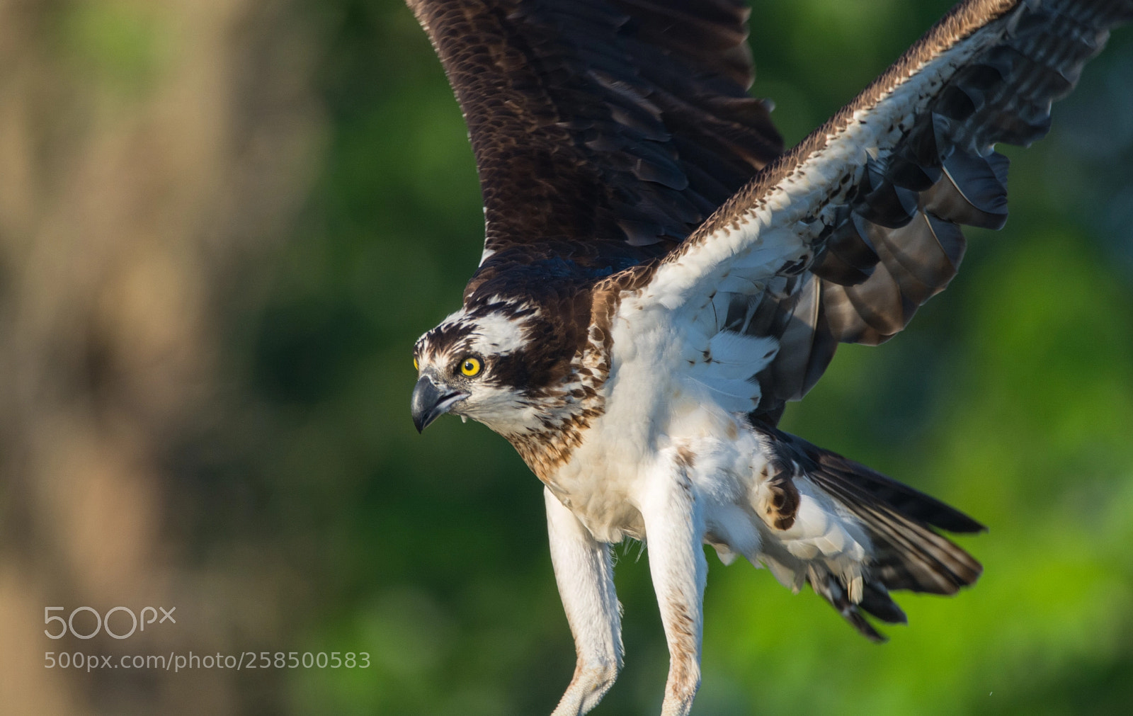 Nikon D5200 sample photo. Osprey preparing to land photography