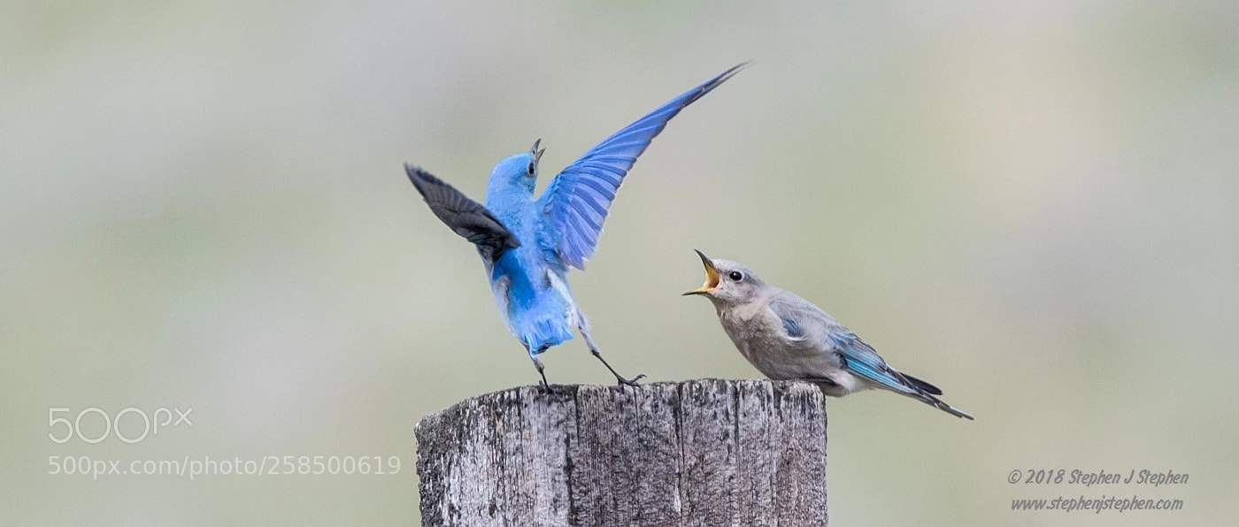 Canon EOS 7D Mark II sample photo. "back off!" photography