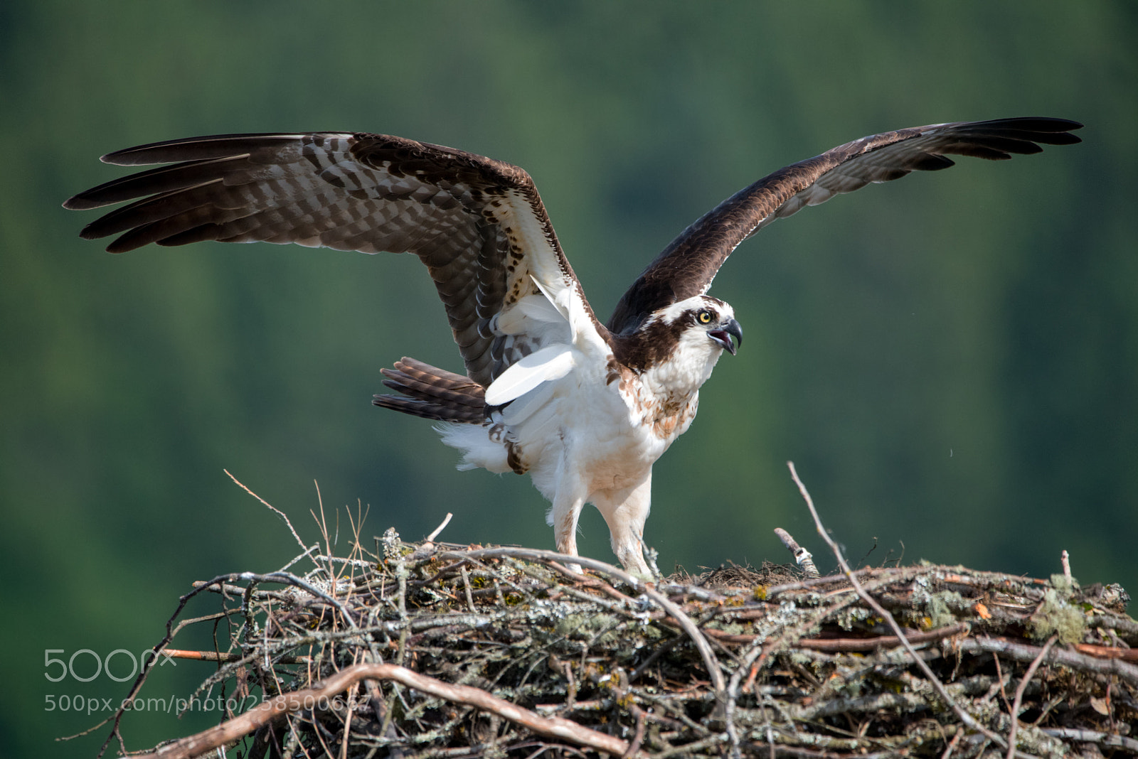 Nikon D750 sample photo. Nesting photography