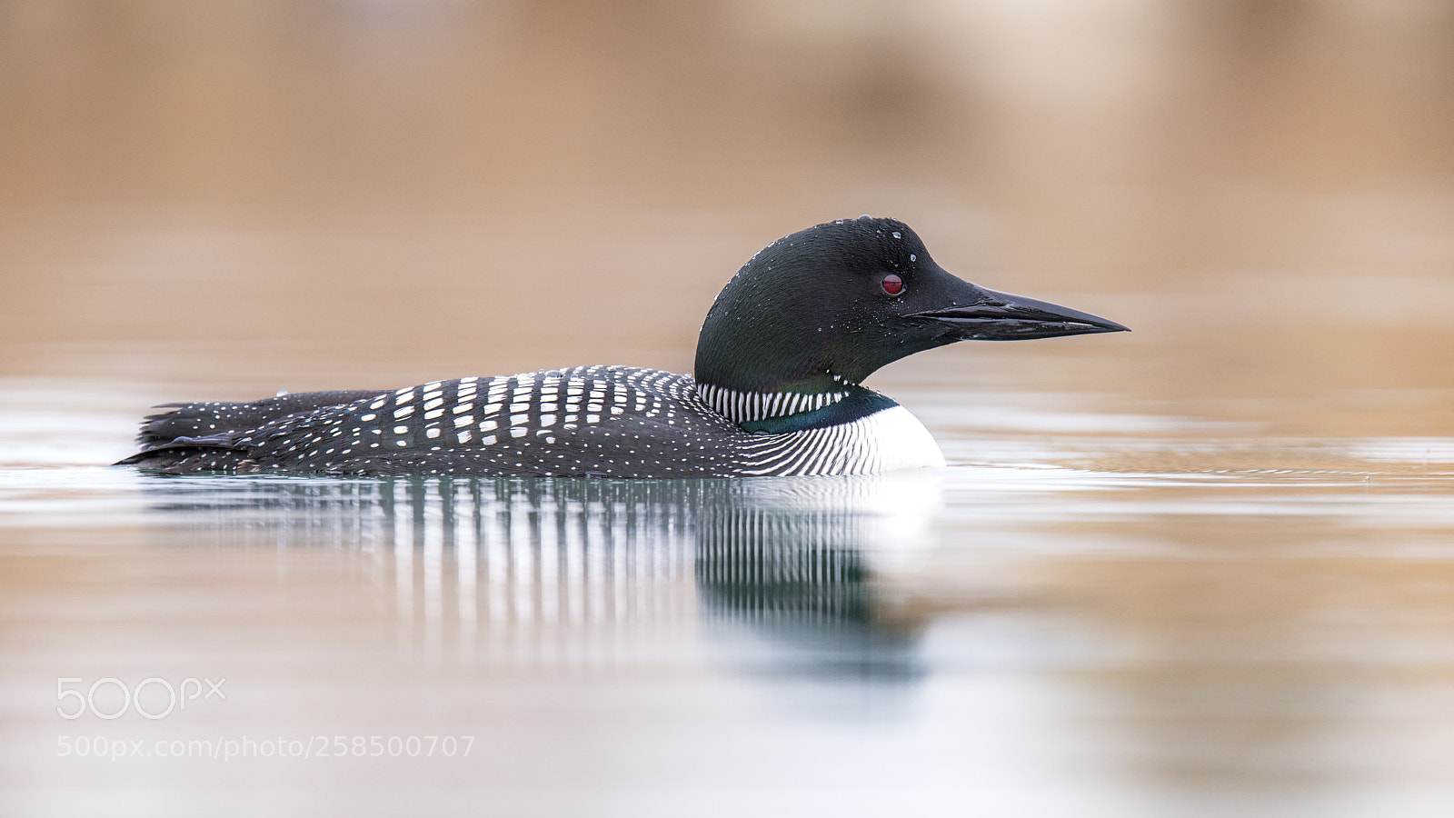 Nikon D850 sample photo. Common loon photography