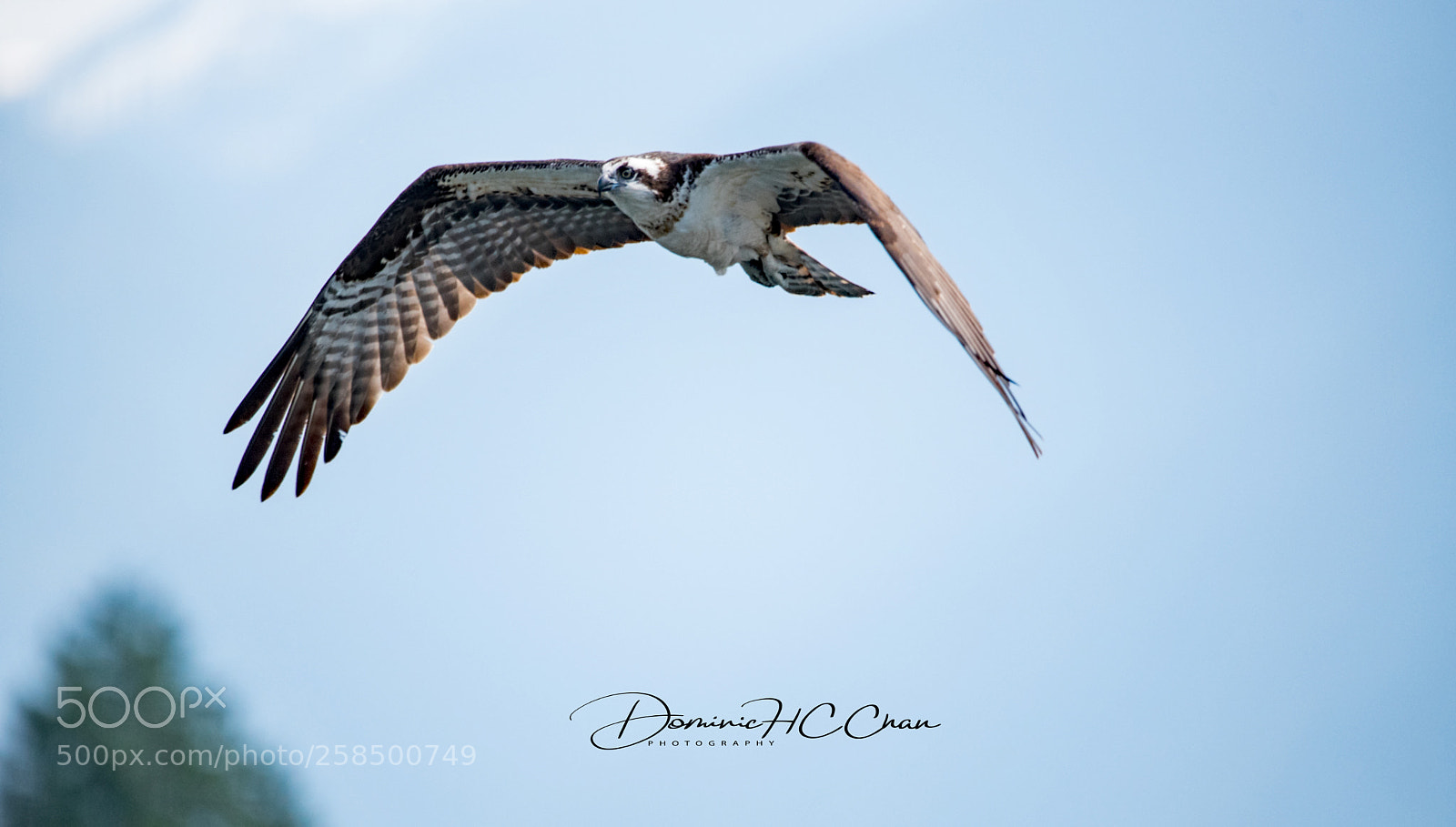 Nikon D750 sample photo. In flight photography
