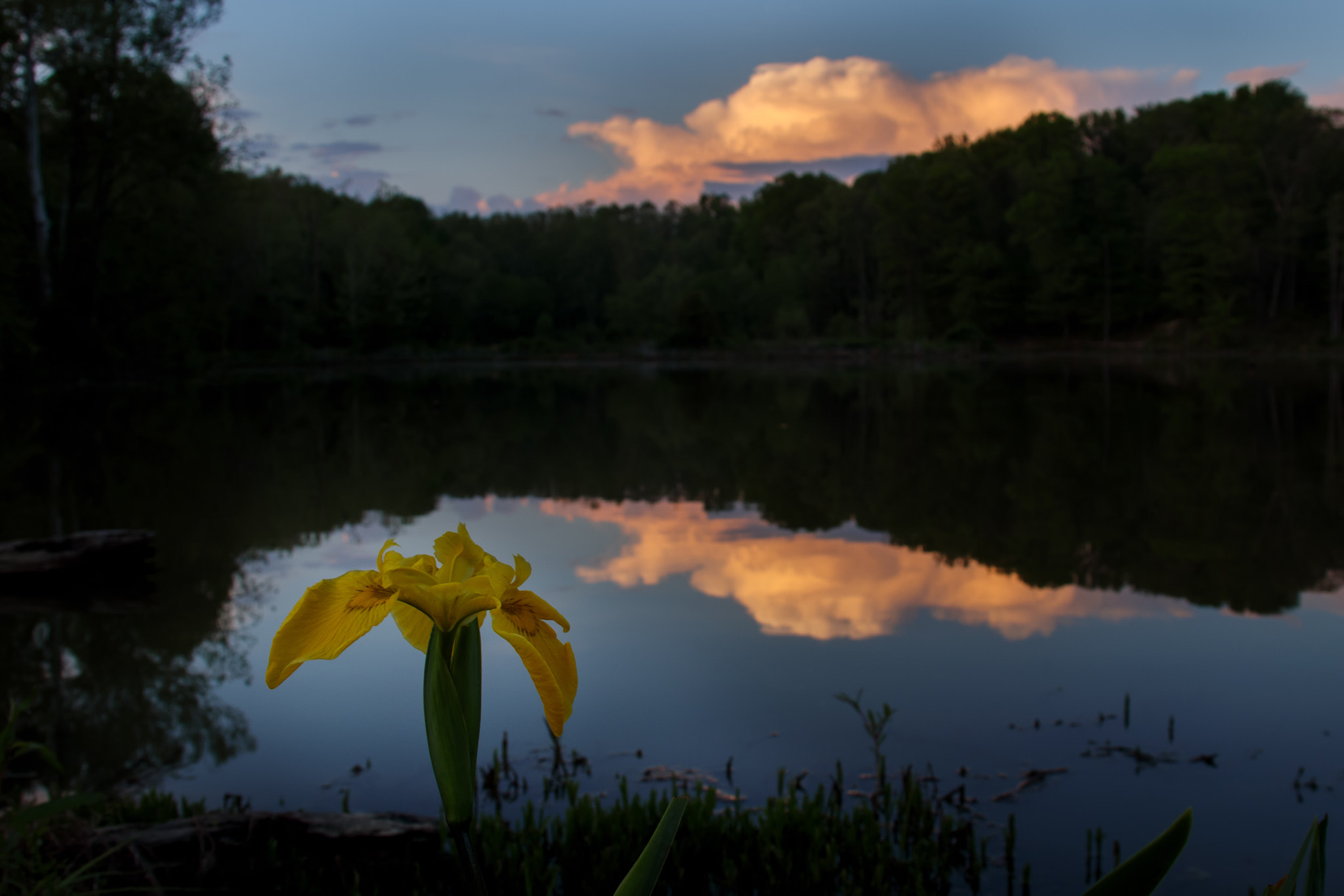 Canon EOS M6 sample photo. Spring flower at sunset photography