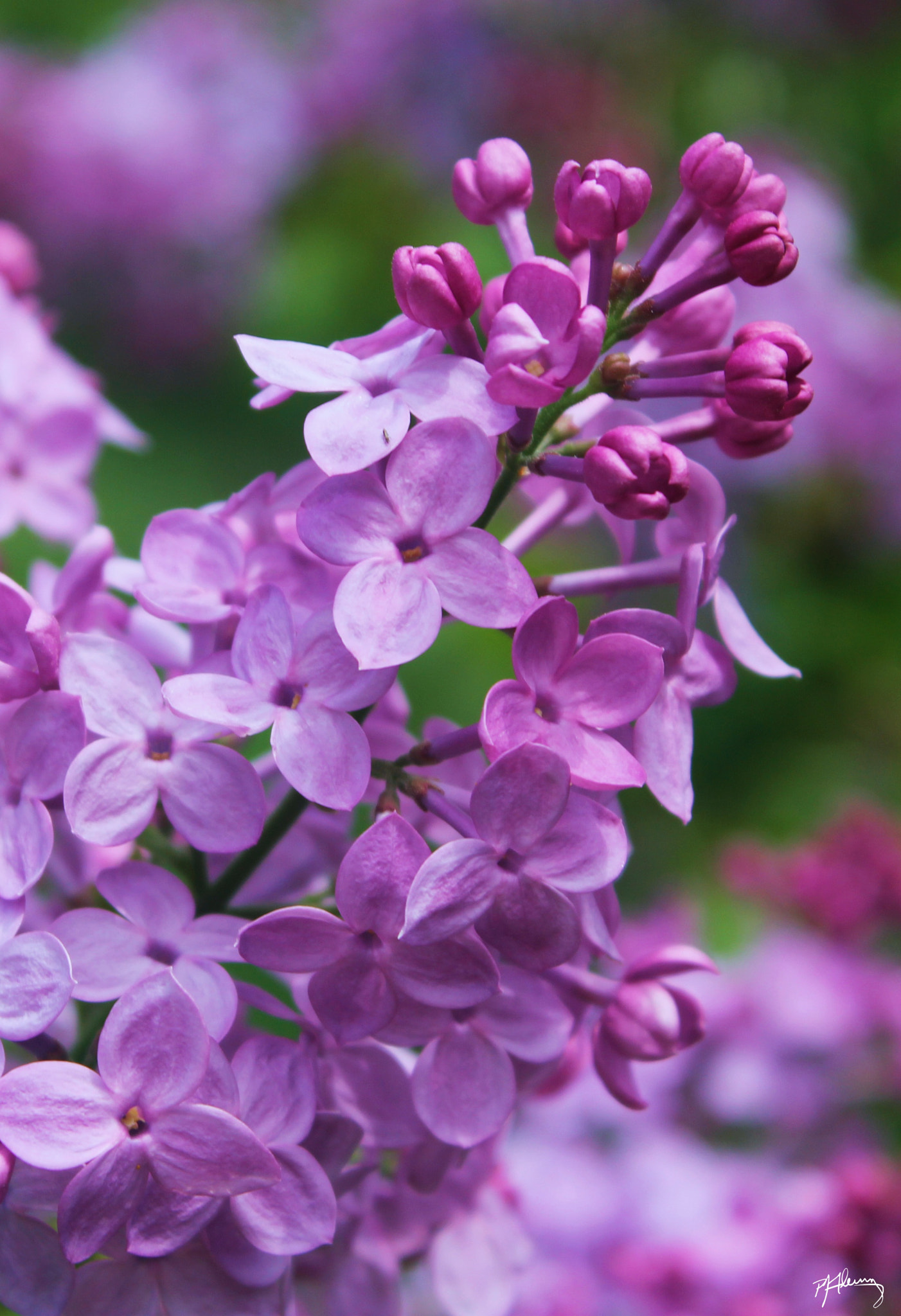 Canon EOS 550D (EOS Rebel T2i / EOS Kiss X4) sample photo. Lilac photography