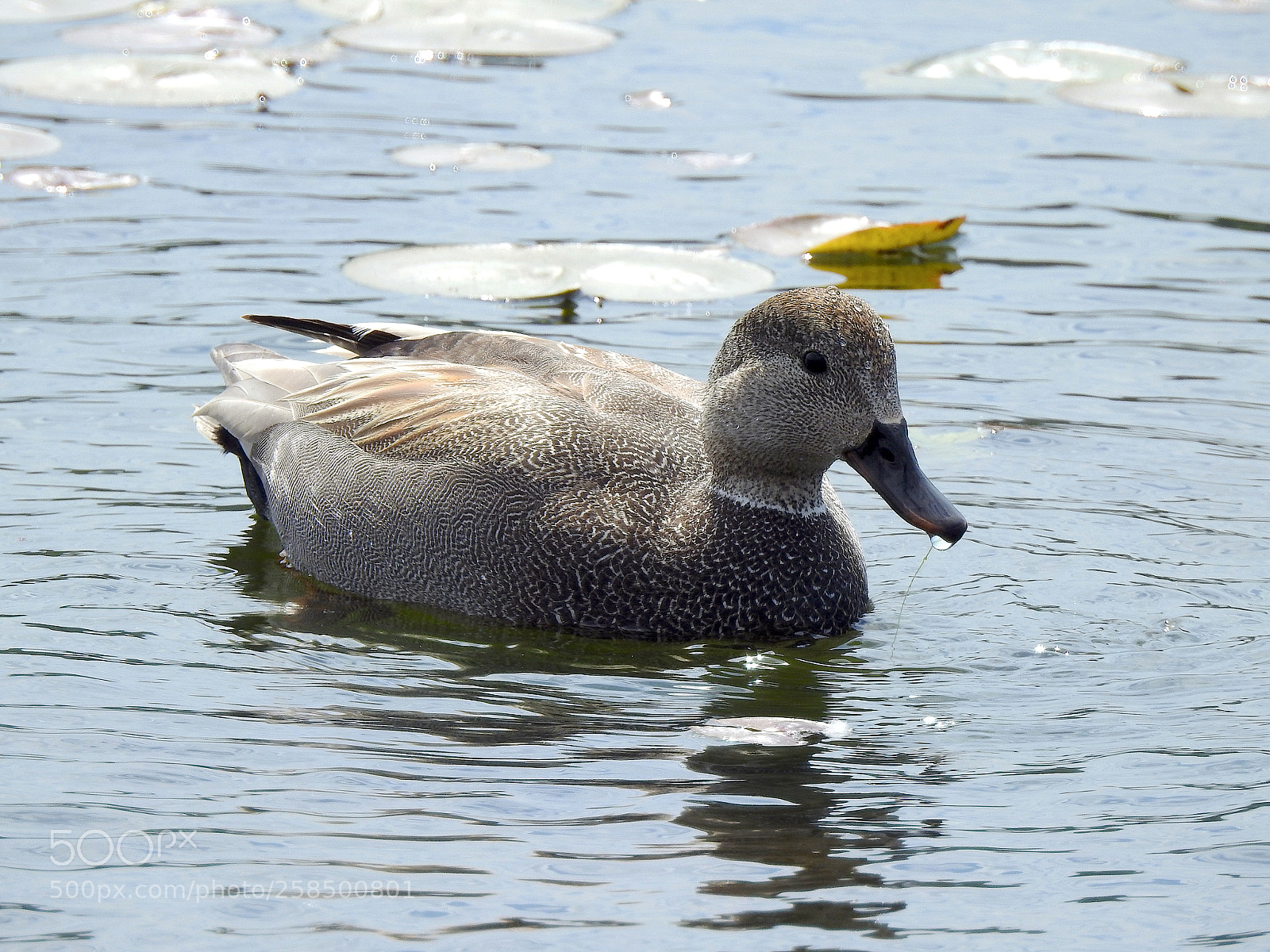Nikon Coolpix P900 sample photo. Gadwall photography