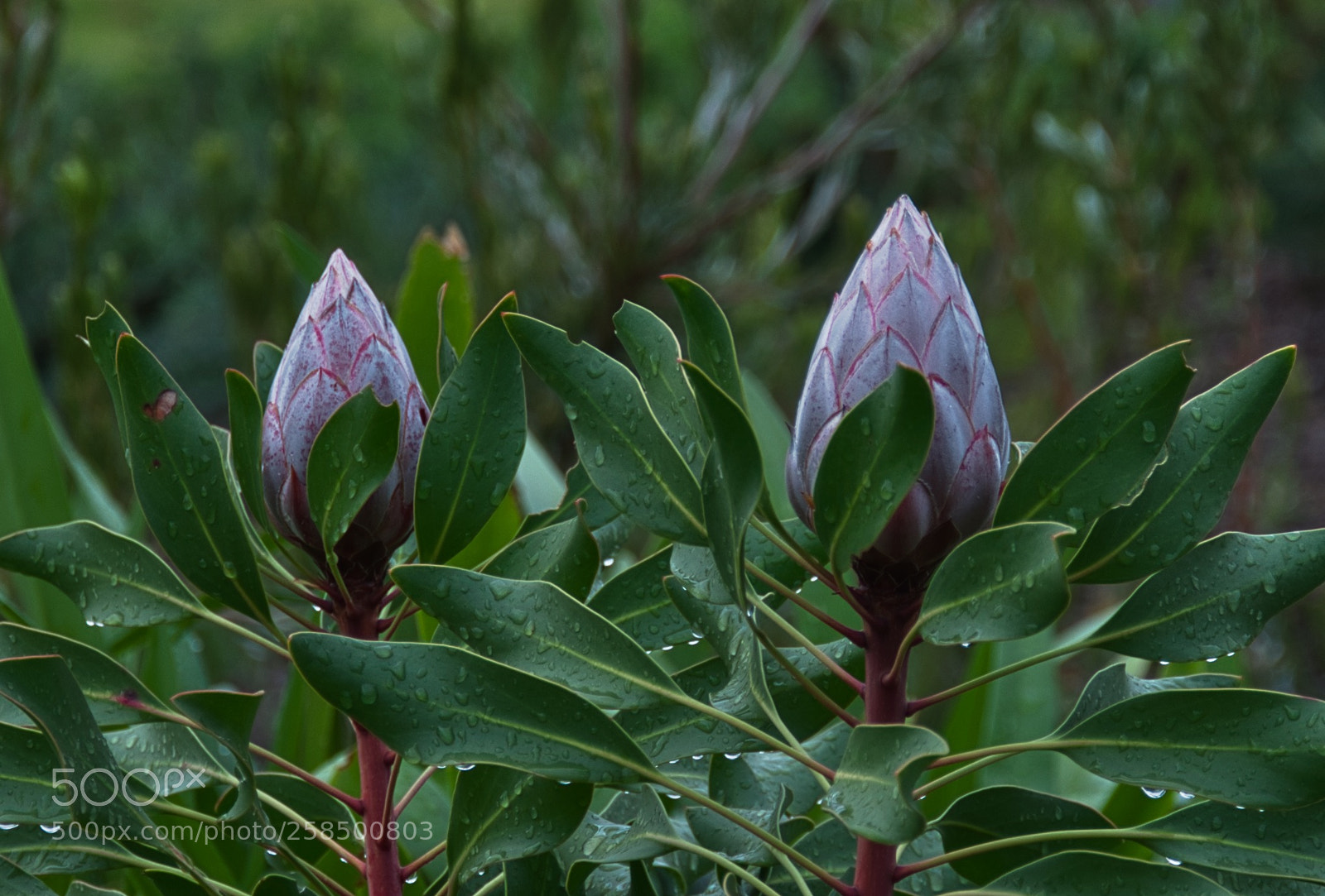 Nikon D90 sample photo. Wonder of nature at photography