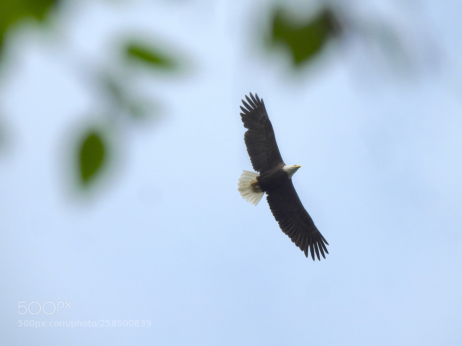 Nikon Coolpix P900 sample photo. Bald eagle photography