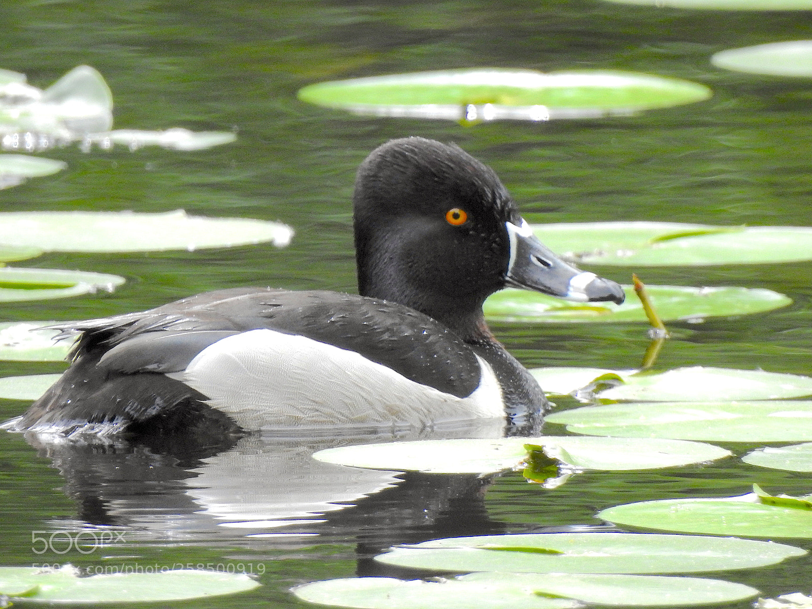 Nikon Coolpix P900 sample photo. Ring-necked duck photography