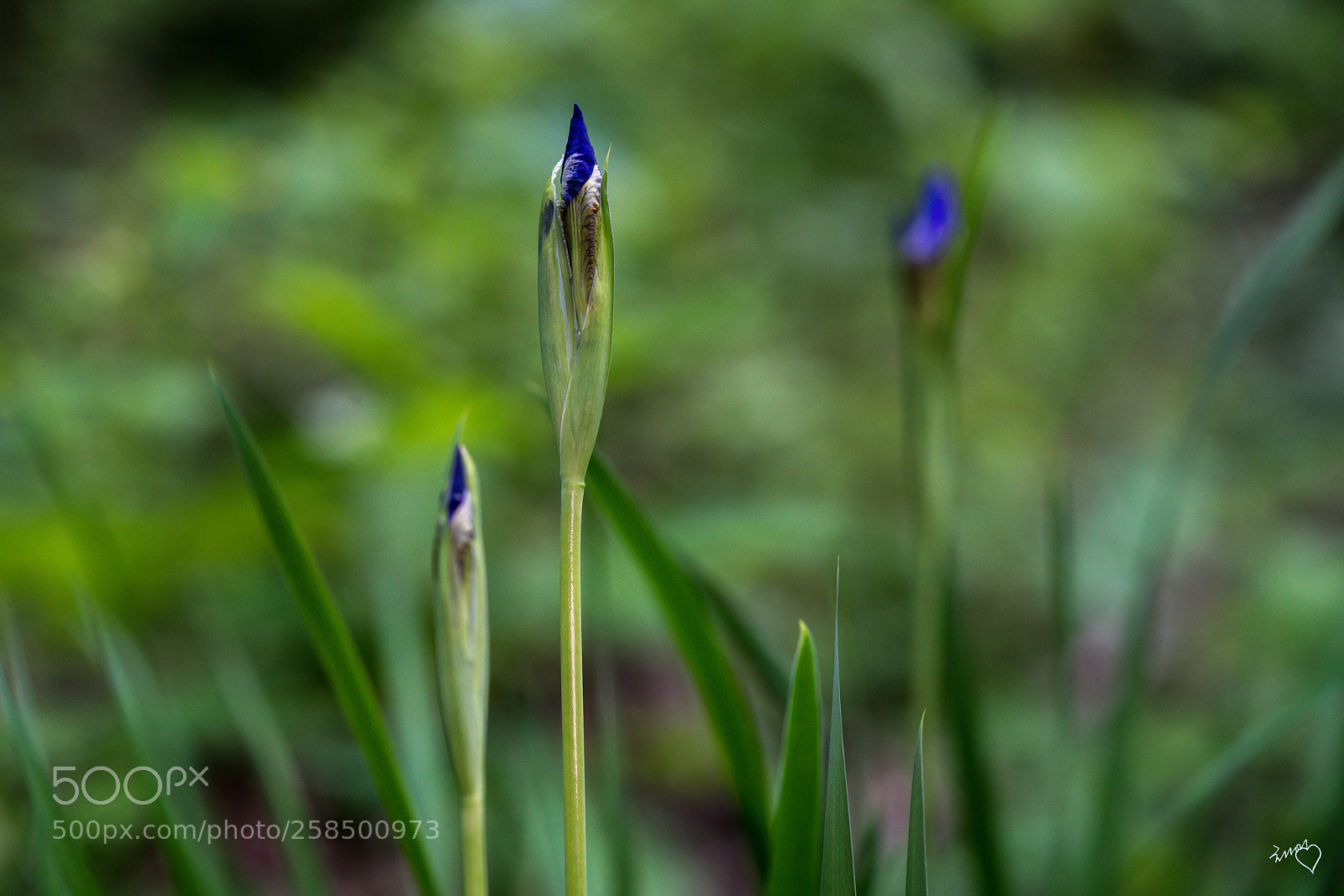 Sony a99 II sample photo. Iris sanguinea photography