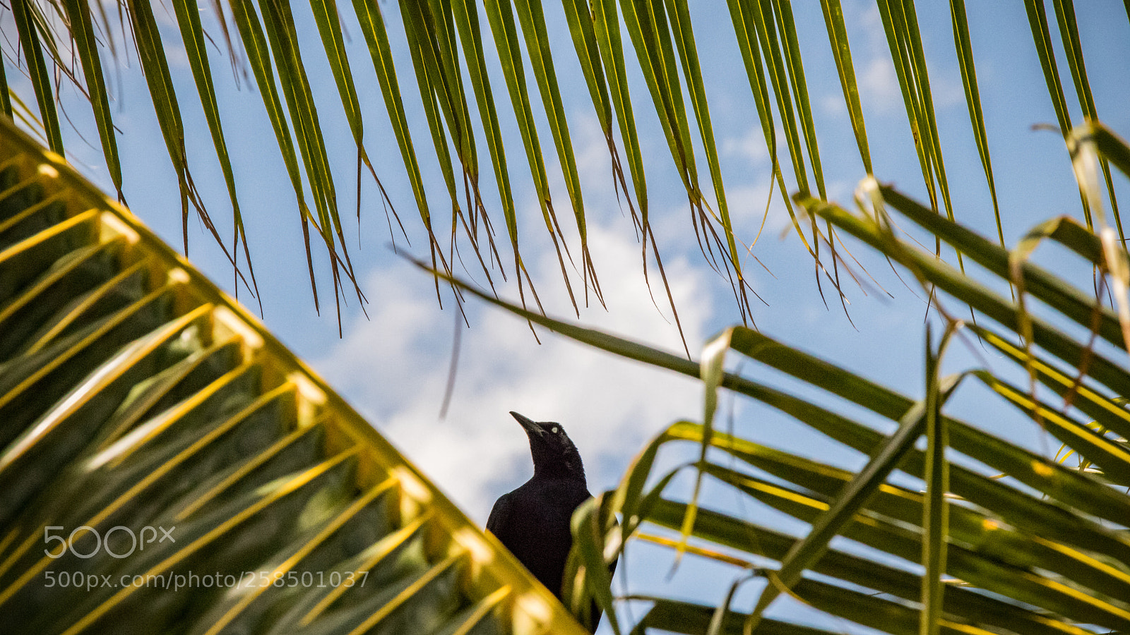 Canon EOS 80D sample photo. Gazing crow photography