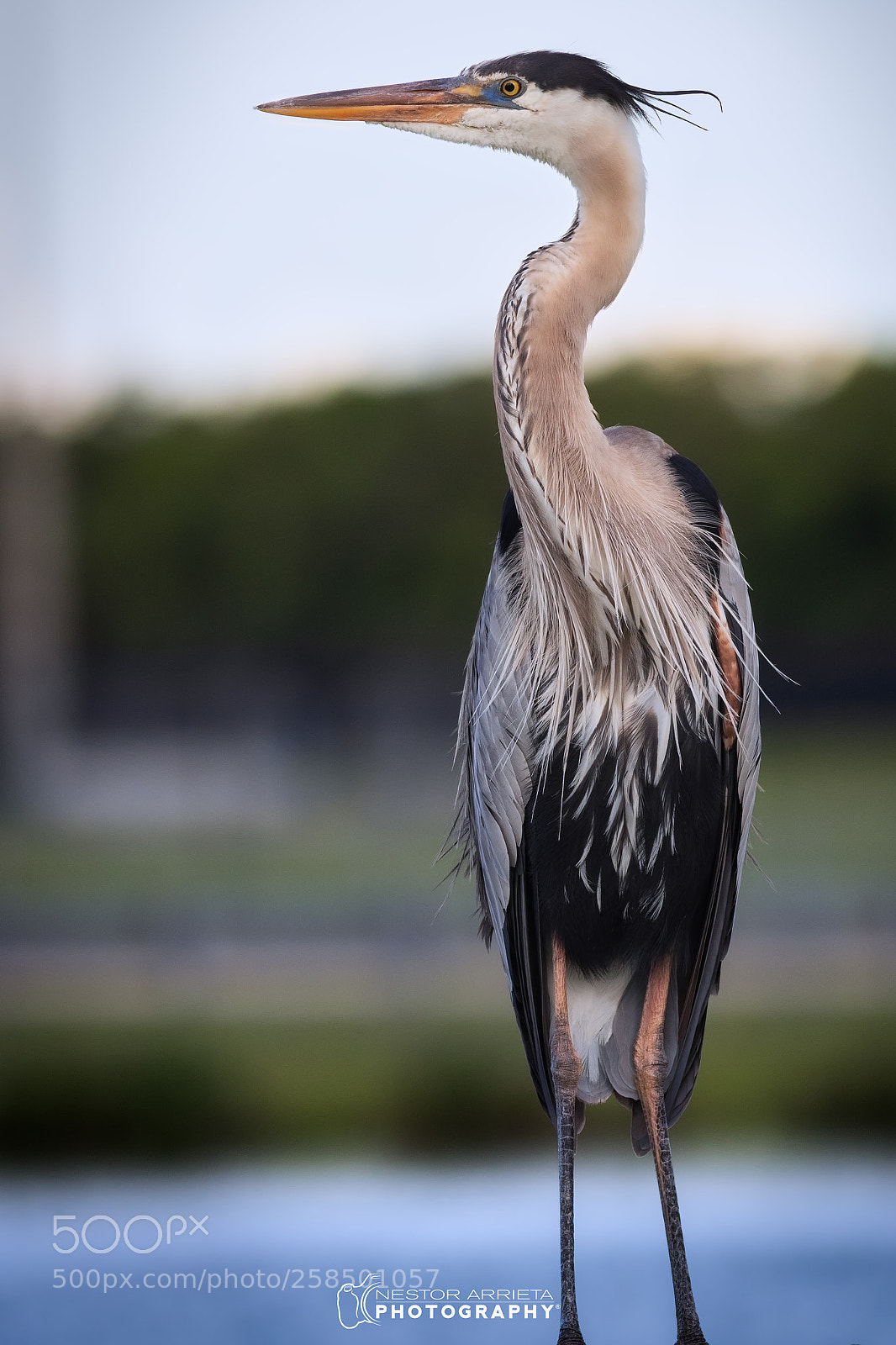 Canon EOS-1D X Mark II sample photo. On the fence photography