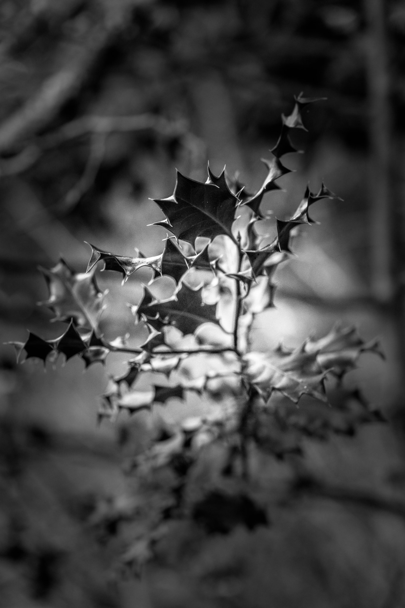 Leica SL (Typ 601) sample photo. L1000262-2.jpg photography