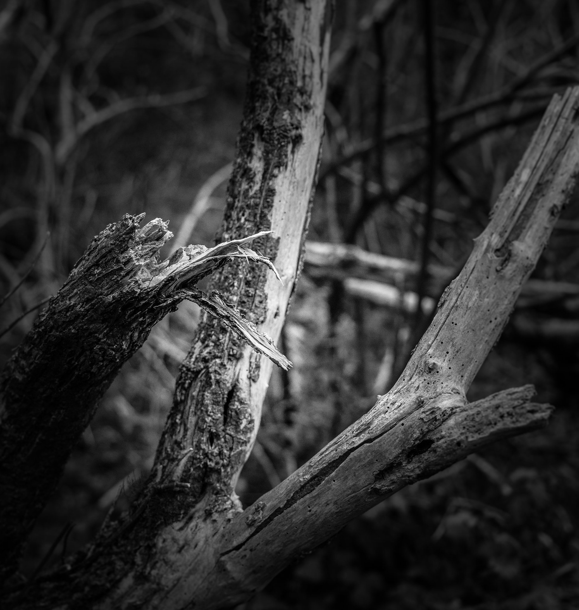 Leica SL (Typ 601) sample photo. L photography