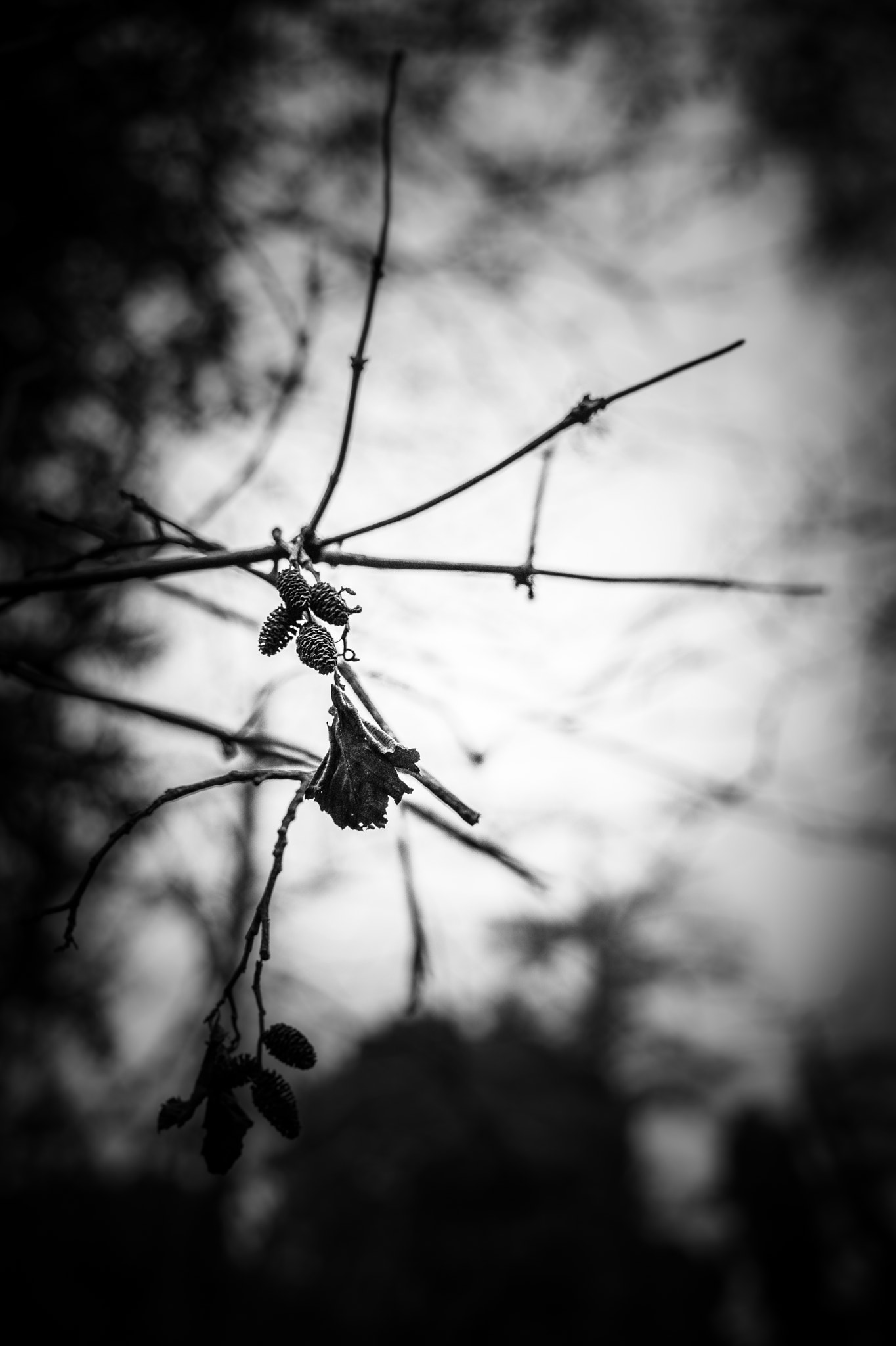 Leica SL (Typ 601) sample photo. L photography
