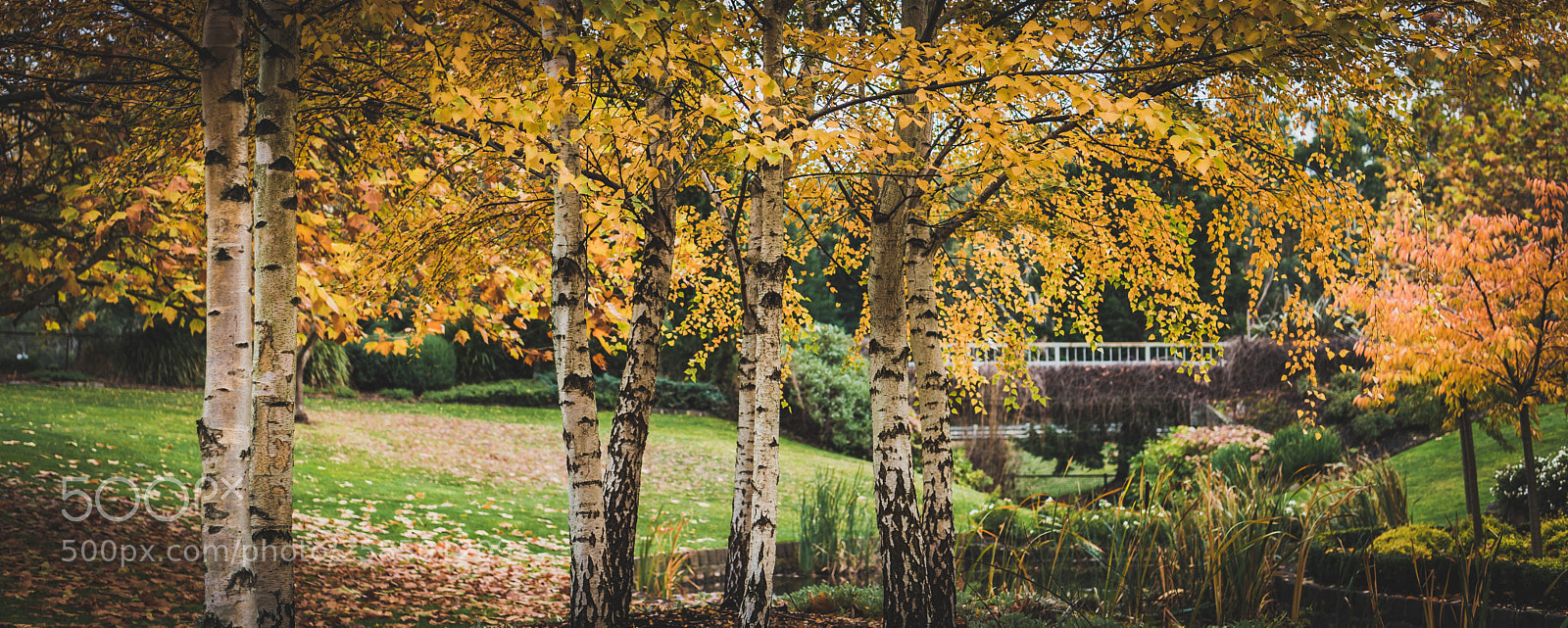 Nikon D610 sample photo. Kirks photography