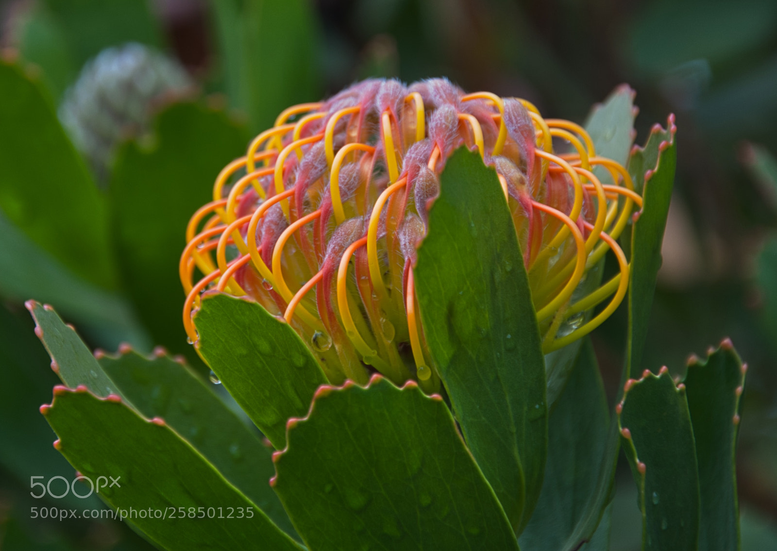 Nikon D90 sample photo. Nature awakens photography