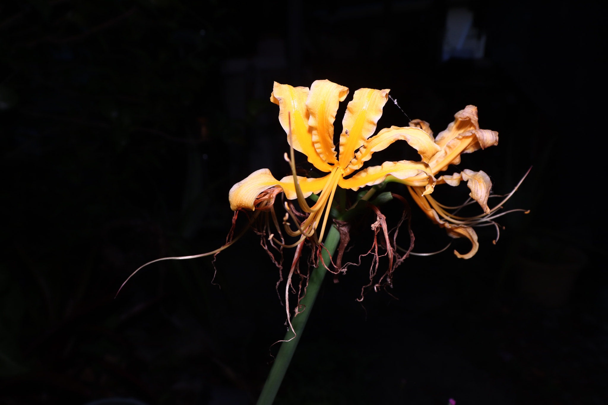 Canon EOS 77D (EOS 9000D / EOS 770D) sample photo. Yellow orchid flower photography