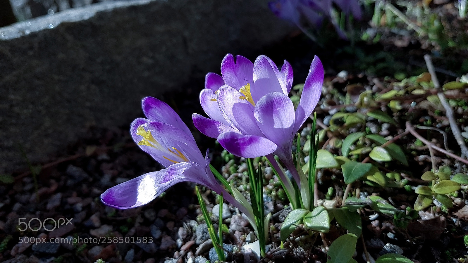 Samsung Galaxy S8 sample photo. A hyacint growing in photography
