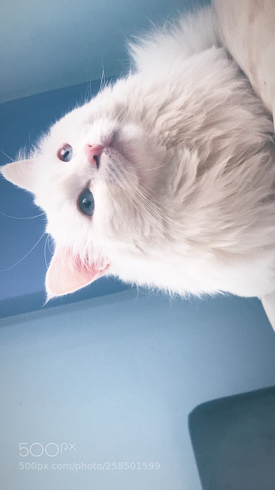 Apple iPhone 7 Plus sample photo. My white lion! photography