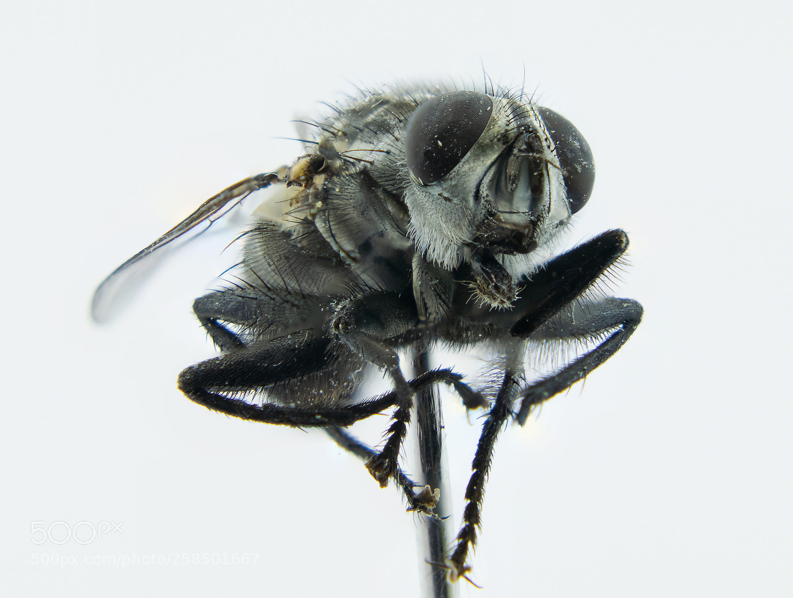 Nikon D5300 sample photo. The midge ..zzzz..zzzz.. photography