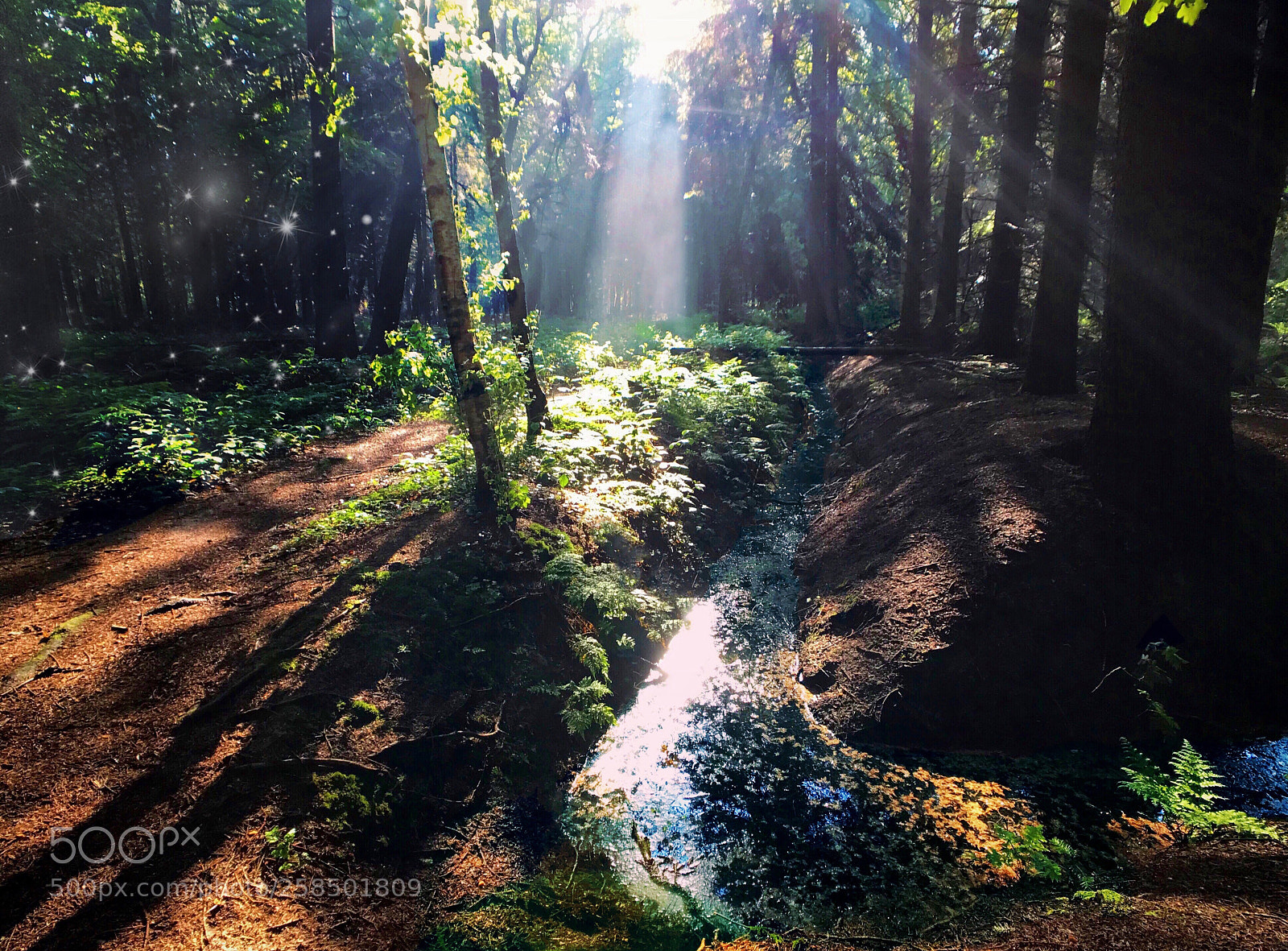 Apple iPhone 7 Plus sample photo. Fantasy forest photography